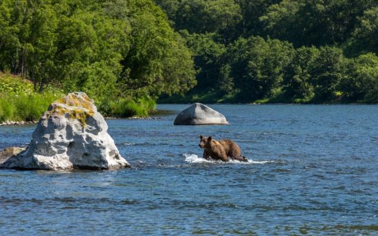 Река большая камчатка (51 фото)