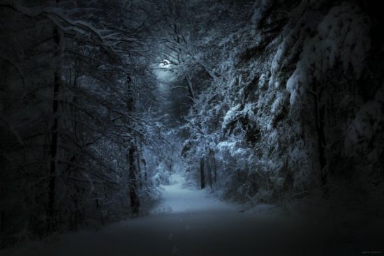 Темный лес снег (64 фото)