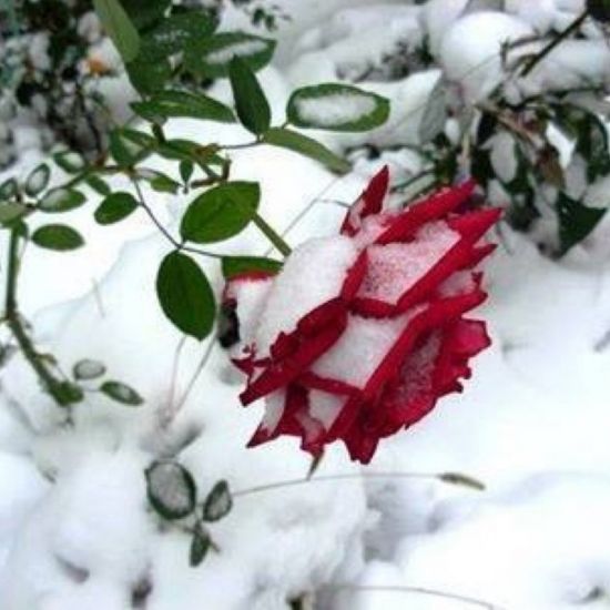 Зимний красный цветок (50 фото)