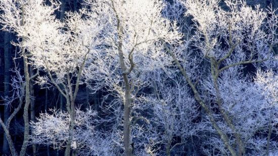Зимний иней на деревьях (49 фото)