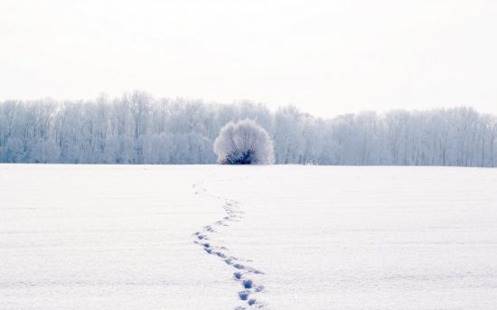 Снежная пороша (48 фото)