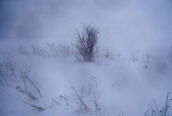 Снежная пелена (49 фото)