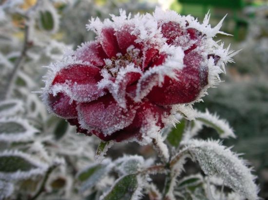 Морозные цветы (44 фото)
