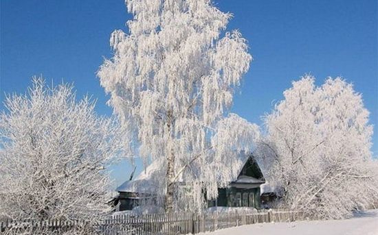 Белая береза зимой (48 фото)