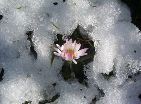 Снежные цветы (48 фото)