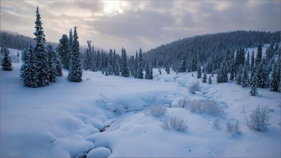 Лес окутанный снегом (39 фото)