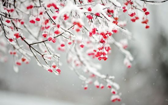 Вишня на снегу (53 фото)