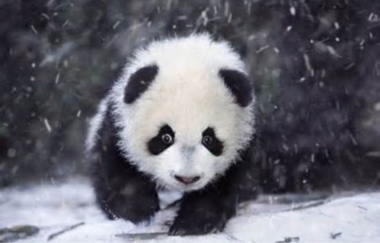 Панда в снегу (49 фото)