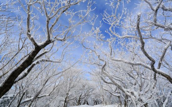 Деревья покрытые снегом (39 фото)