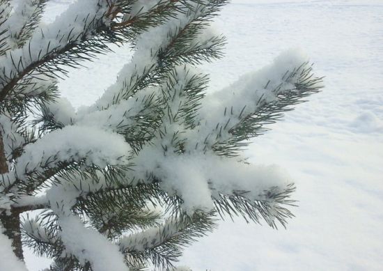 Голубая ель в снегу (44 фото)