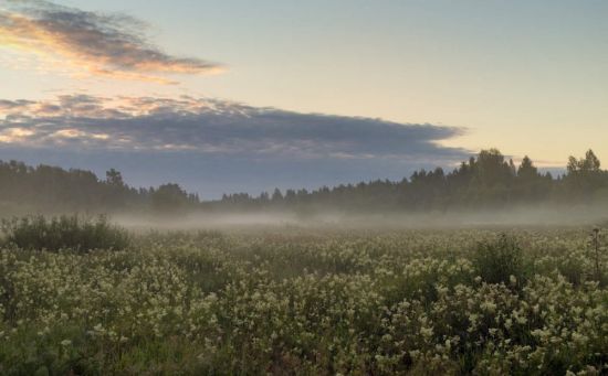 Лесная поляна ночью (51 фото)