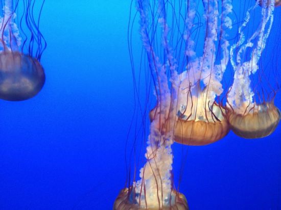 Медузы атлантического океана (47 фото)