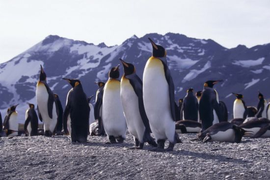 Пингвины в арктической пустыне (67 фото)
