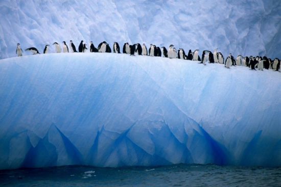 Земли за антарктидой (45 фото)
