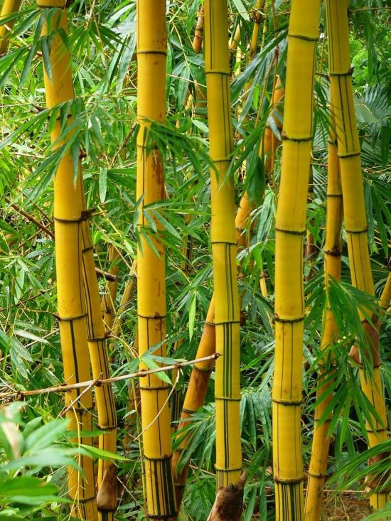Бамбук в индии (39 фото)