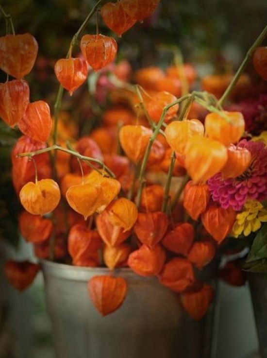 Оранжевые осенние цветы (45 фото)