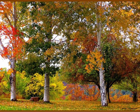 Береза осенью листопад (32 фото)