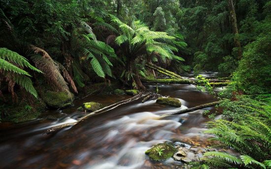 Дождевые леса восточного побережья австралии (29 фото)