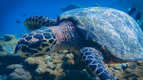 Черепахи на мальдивах (41 фото)
