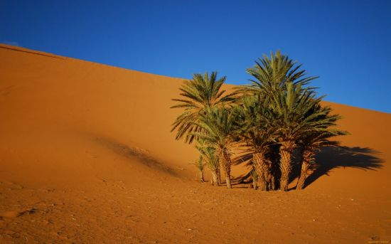 Растения в пустыне африки (32 фото)