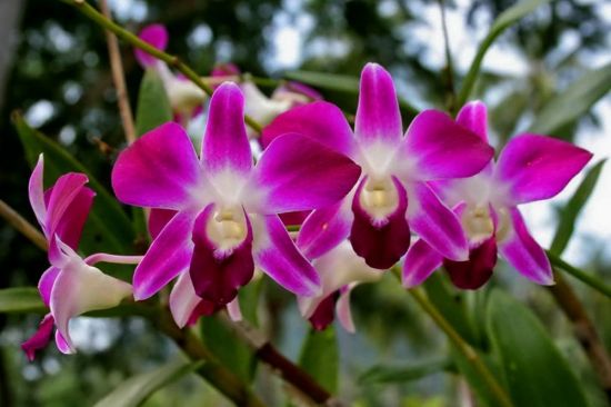 Орхидеи в тайланде (26 фото)