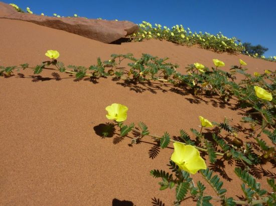 Растения пустынь казахстана (37 фото)