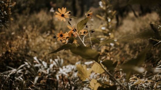 Осень цветы природа (32 фото)