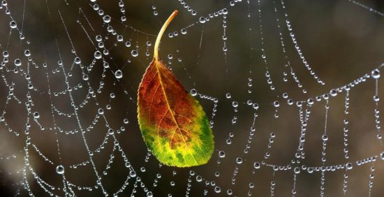 Осень паутина (38 фото)