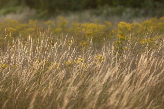 Желтая трава осенью (31 фото)