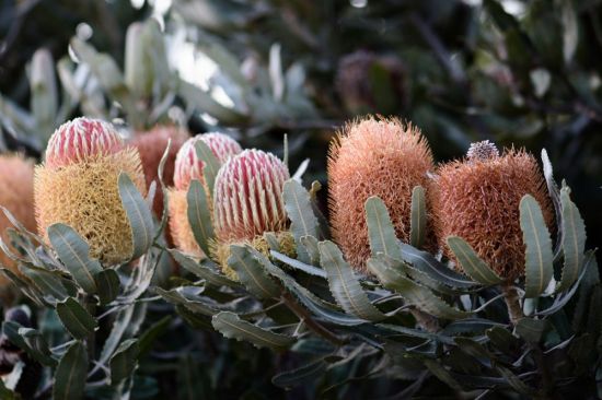 Растения австралии (32 фото)
