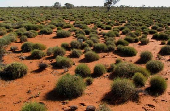 Растения пустыни австралии (34 фото)