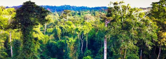 Жестколистные леса австралии растения (29 фото)