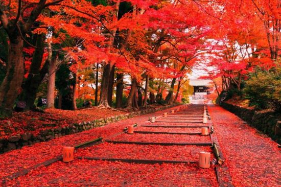 Японский клен осенью (35 фото)