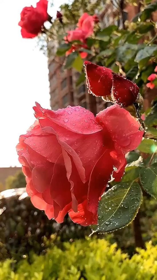Розы осенью (41 фото)