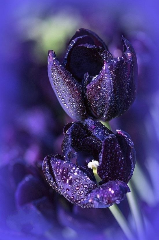 Фиолетовые тюльпаны (32 фото)