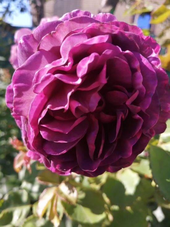 Роза минерва (43 фото)