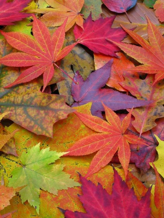 Разноцветные листья (35 фото)