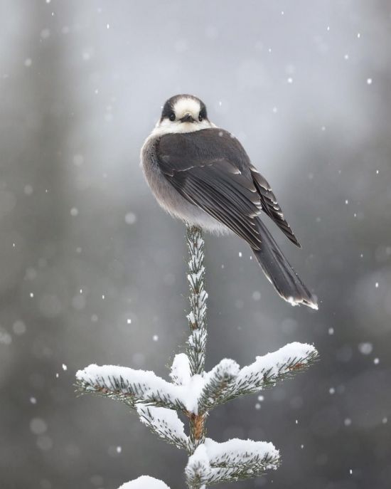 Снежная птица (40 фото)