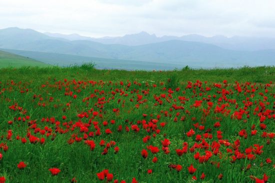 Монголия цветок (35 фото)