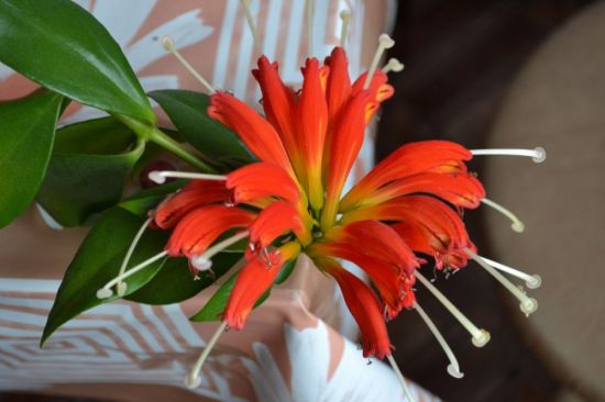 Эсхинантус жар птица цветок (40 фото)