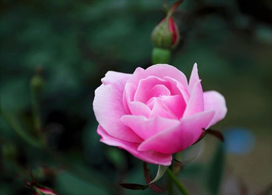 Роза деметра (40 фото)