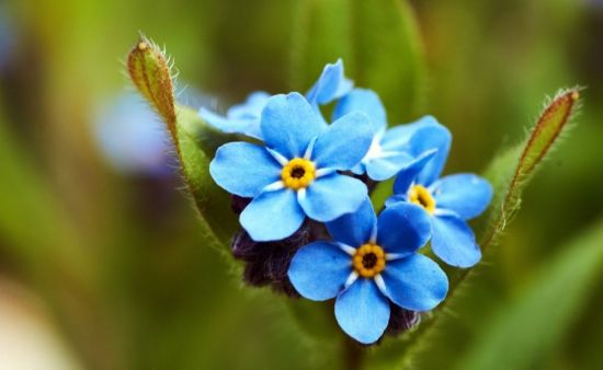 Маленькие голубые цветочки (39 фото)
