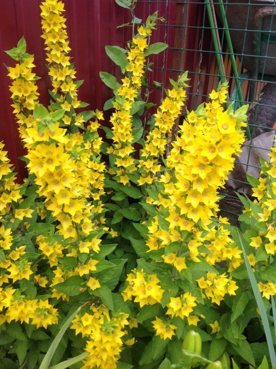 Желтые многолетние цветы (37 фото)