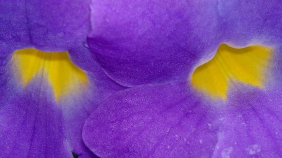 Фиолетовый цветок с желтой серединкой (30 фото)