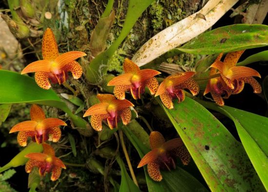 Бульбофиллум орхидея (38 фото)
