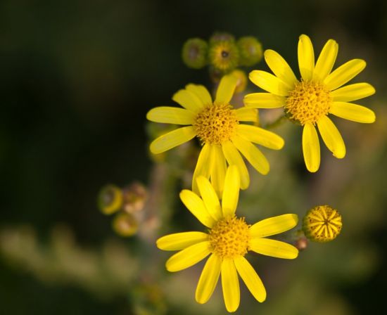 Маленькие желтые цветочки (35 фото)