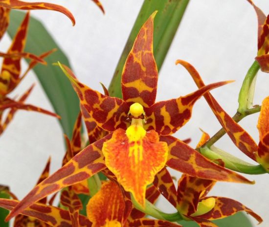 Орхидея брассия (23 фото)