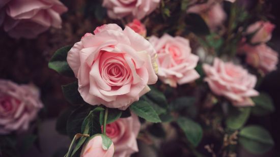 Темно розовые розы (34 фото)