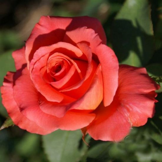 Роза спутник (42 фото)