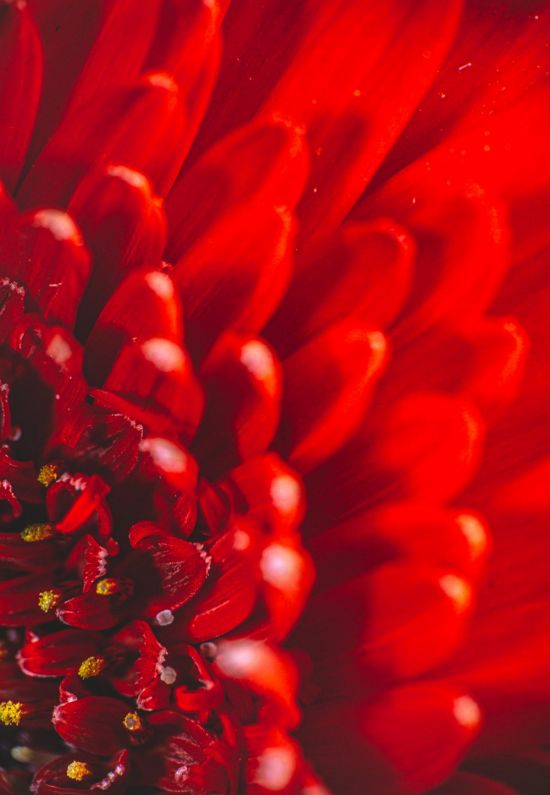 Красные хризантемы (34 фото)